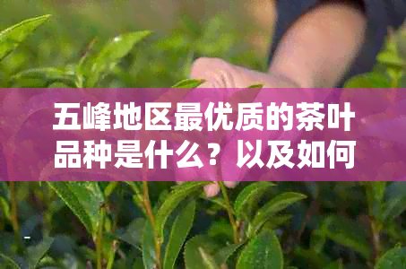 五峰地区更优质的茶叶品种是什么？以及如何鉴别和品鉴五峰茶叶？