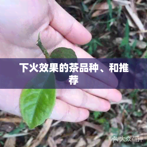 下火效果的茶品种、和推荐