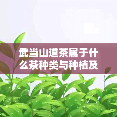 武当山道茶属于什么茶种类与种植及特点分析