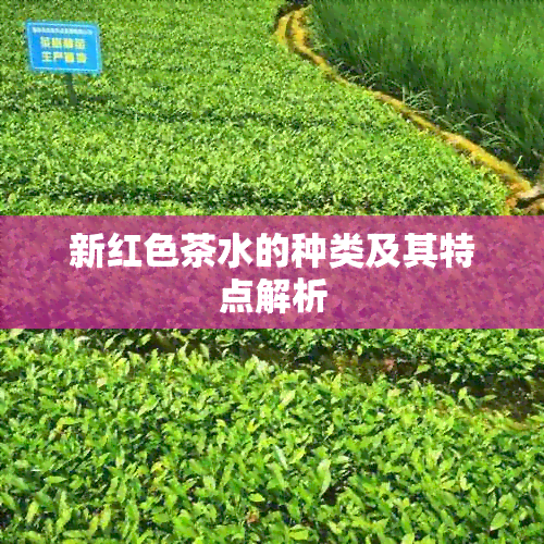 新红色茶水的种类及其特点解析