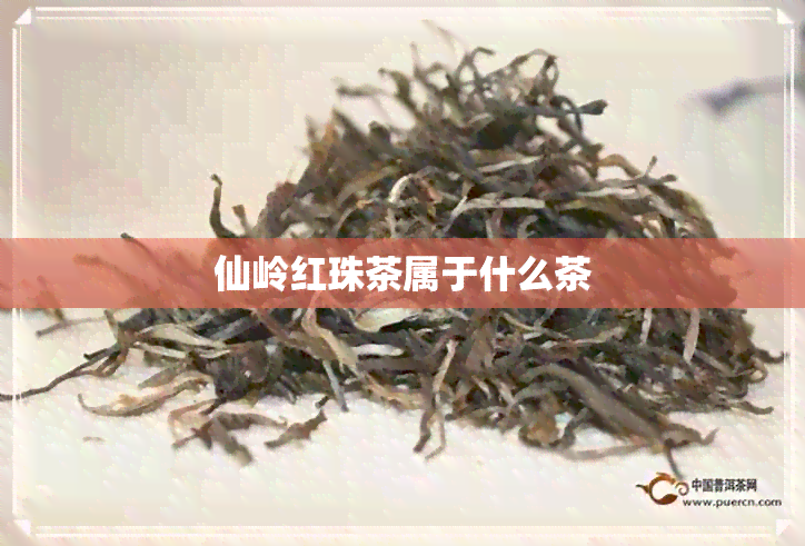 仙岭红珠茶属于什么茶