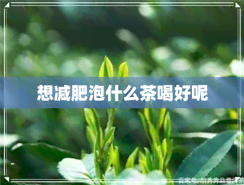 想减肥泡什么茶喝好呢