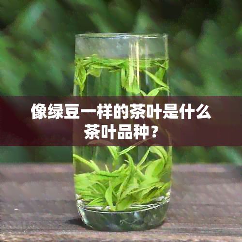 像绿豆一样的茶叶是什么茶叶品种？