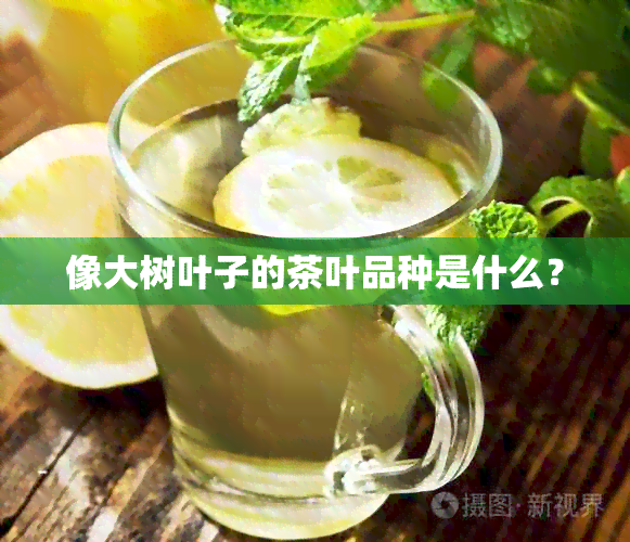 像大树叶子的茶叶品种是什么？