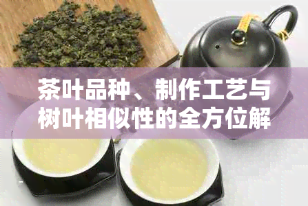 茶叶品种、制作工艺与树叶相似性的全方位解析：如何挑选和品鉴茶叶？