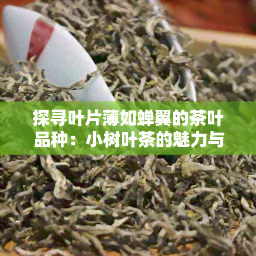 探寻叶片薄如蝉翼的茶叶品种：小树叶茶的魅力与风味