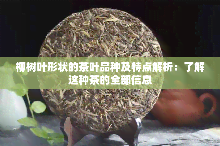 柳树叶形状的茶叶品种及特点解析：了解这种茶的全部信息