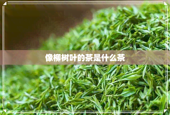 像柳树叶的茶是什么茶