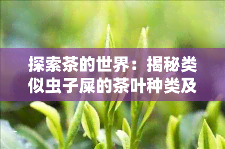 探索茶的世界：揭秘类似虫子屎的茶叶种类及其特点