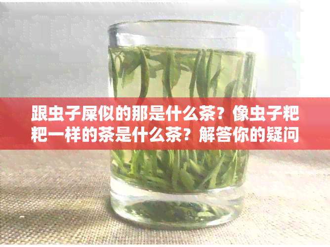 跟虫子屎似的那是什么茶？像虫子粑粑一样的茶是什么茶？解答你的疑问！