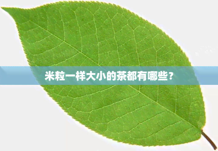 米粒一样大小的茶都有哪些？