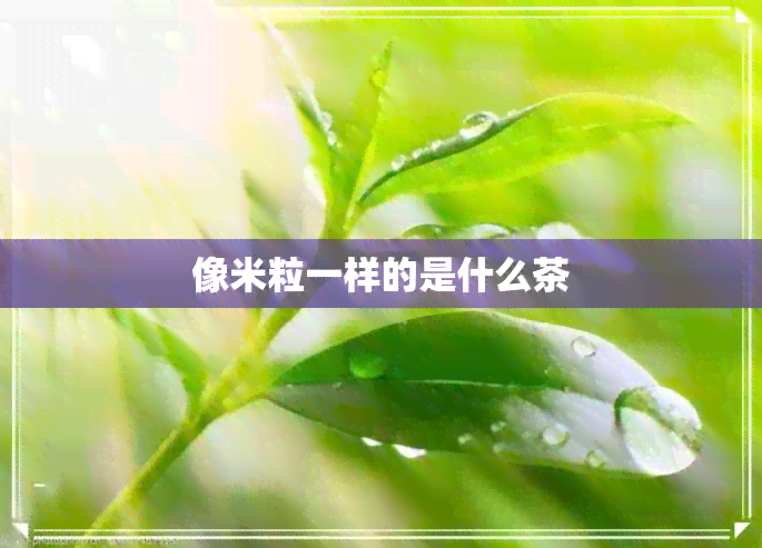 像米粒一样的是什么茶