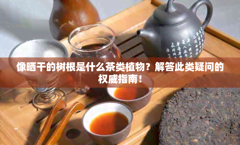 像晒干的树根是什么茶类植物？解答此类疑问的权威指南！