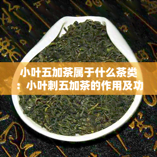 小叶五加茶属于什么茶类：小叶刺五加茶的作用及功效