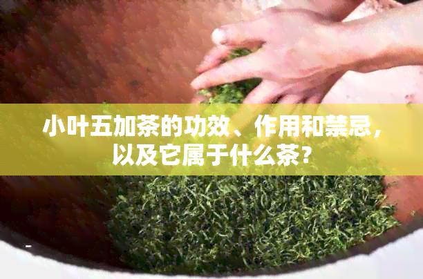 小叶五加茶的功效、作用和禁忌，以及它属于什么茶？