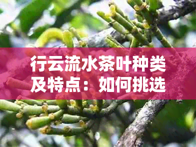 行云流水茶叶种类及特点：如何挑选和品鉴这款名茶？