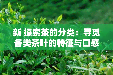 新 探索茶的分类：寻觅各类茶叶的特征与口感