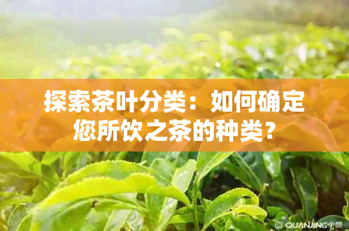 探索茶叶分类：如何确定您所饮之茶的种类？