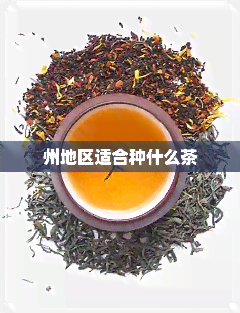 州地区适合种什么茶