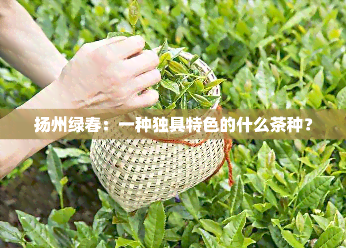 扬州绿春：一种独具特色的什么茶种？