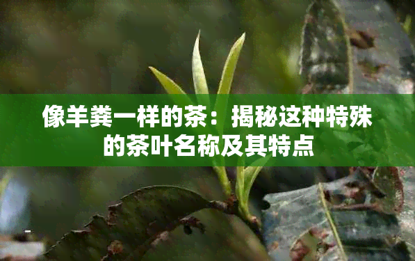 像羊粪一样的茶：揭秘这种特殊的茶叶名称及其特点