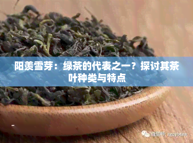 阳羡雪芽：绿茶的代表之一？探讨其茶叶种类与特点