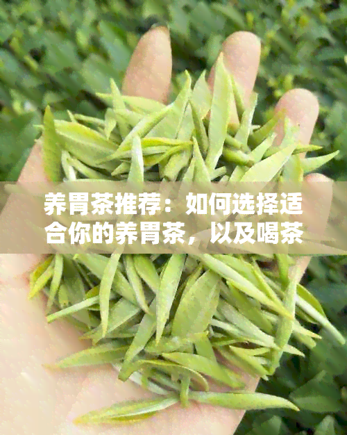 养胃茶推荐：如何选择适合你的养胃茶，以及喝茶的时间和方法