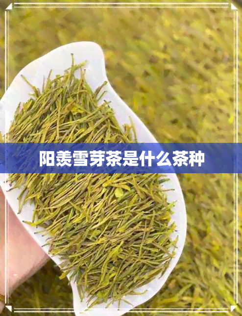 阳羡雪芽茶是什么茶种