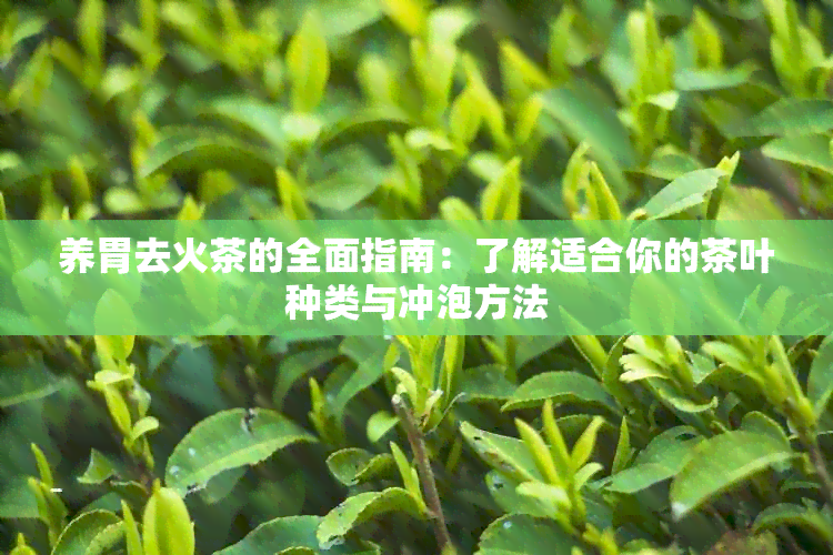 养胃去火茶的全面指南：了解适合你的茶叶种类与冲泡方法