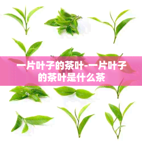 一片叶子的茶叶-一片叶子的茶叶是什么茶