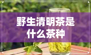 野生清明茶是什么茶种