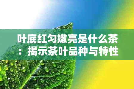 叶底红匀嫩亮是什么茶：揭示茶叶品种与特性