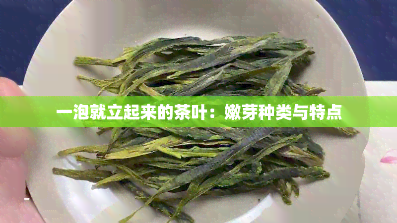 一泡就立起来的茶叶：嫩芽种类与特点