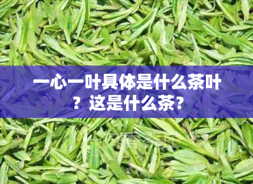 一心一叶具体是什么茶叶？这是什么茶？