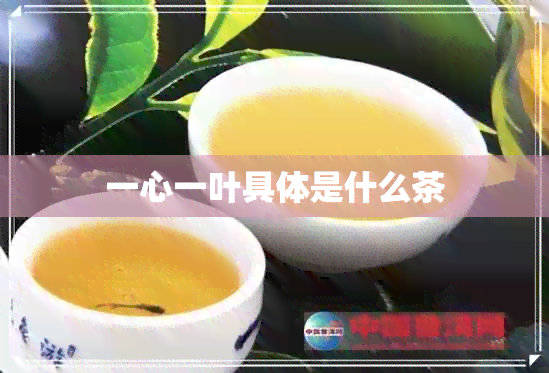 一心一叶具体是什么茶