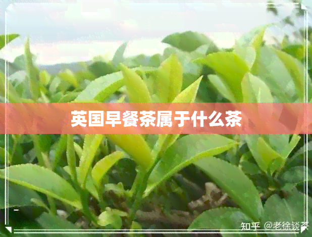 英国早餐茶属于什么茶