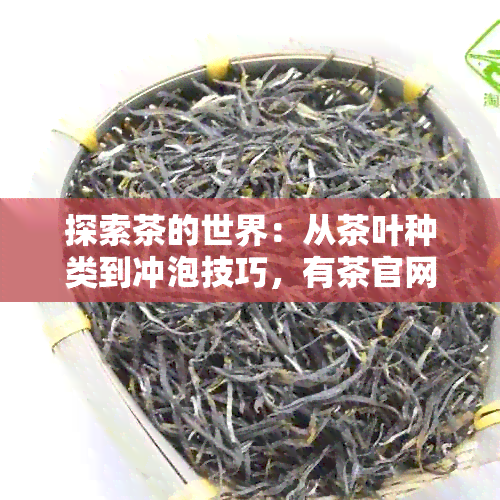 探索茶的世界：从茶叶种类到冲泡技巧，有茶官网全方位解答您的茶相关问题