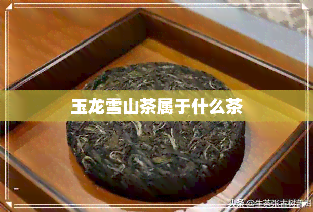 玉龙雪山茶属于什么茶