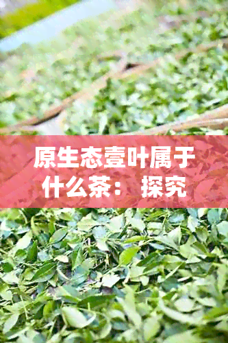 原生态壹叶属于什么茶： 探究中国传统绿茶的原生态魅力