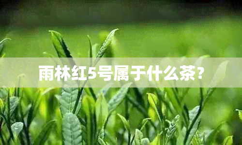 雨林红5号属于什么茶？