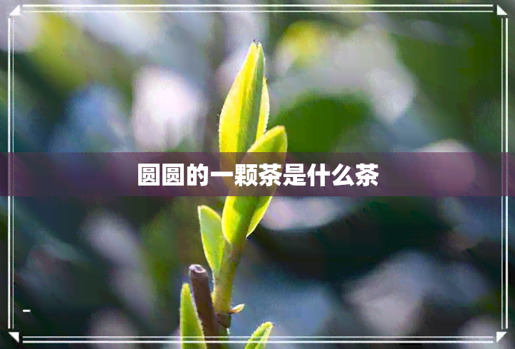 圆圆的一颗茶是什么茶