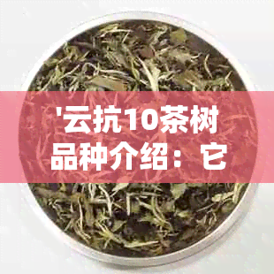 '云抗10茶树品种介绍：它是普洱茶吗？如何鉴别和品饮？'