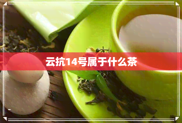 云抗14号属于什么茶