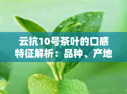 云抗10号茶叶的口感特征解析：品种、产地、制作工艺等全方位了解