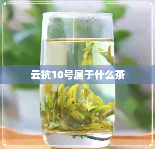 云抗10号属于什么茶