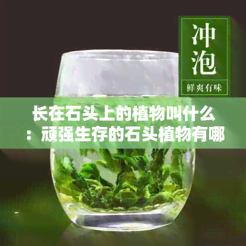 长在石头上的植物叫什么：顽强生存的石头植物有哪些特殊本领？