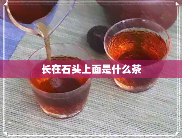 长在石头上面是什么茶