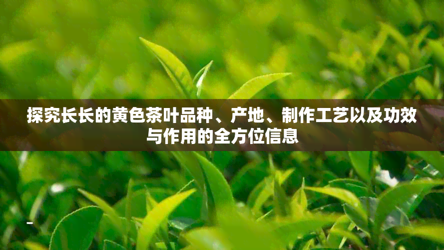 探究长长的黄色茶叶品种、产地、制作工艺以及功效与作用的全方位信息