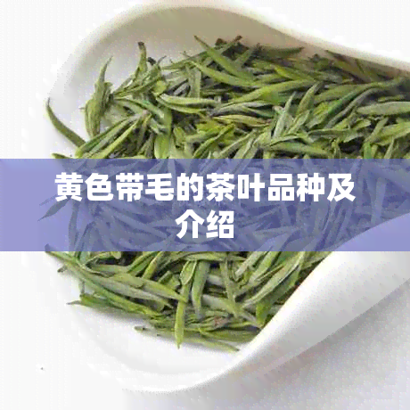 黄色带毛的茶叶品种及介绍