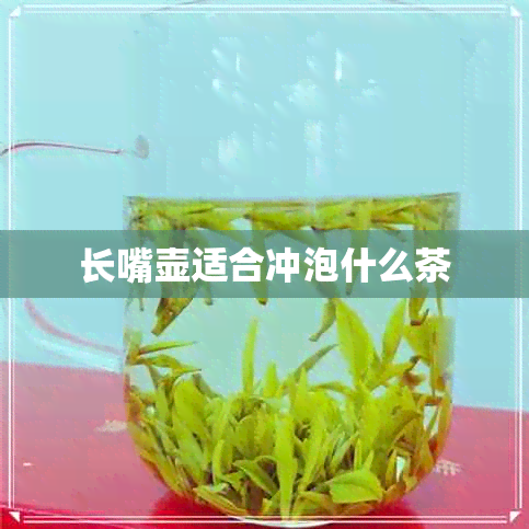 长嘴壶适合冲泡什么茶